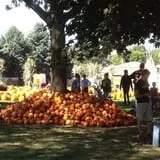 Selmi's Greenhouse and Farm Market photo