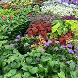 Selmi's Greenhouse and Farm Market photo