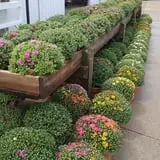 Selmi's Greenhouse and Farm Market photo