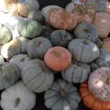 Selmi's Greenhouse and Farm Market photo