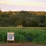 Little Cane Creek Farm & Corn Maze photo