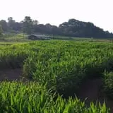 Little Cane Creek Farm & Corn Maze photo