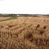 Little Cane Creek Farm & Corn Maze photo