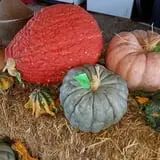 Little Cane Creek Farm & Corn Maze photo