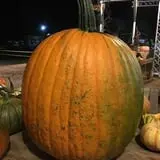 Little Cane Creek Farm & Corn Maze photo