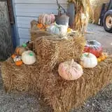 Little Cane Creek Farm & Corn Maze photo