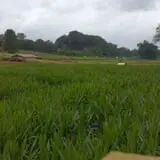 Little Cane Creek Farm & Corn Maze photo