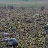Little Cane Creek Farm & Corn Maze photo