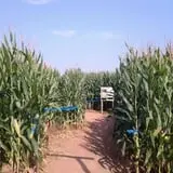 Little Cane Creek Farm & Corn Maze photo