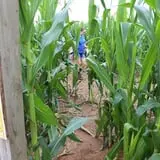 Little Cane Creek Farm & Corn Maze photo