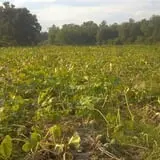 Little Cane Creek Farm & Corn Maze photo