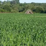 Little Cane Creek Farm & Corn Maze photo