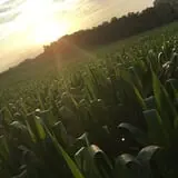 Little Cane Creek Farm & Corn Maze photo