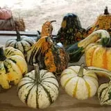 Little Cane Creek Farm & Corn Maze photo