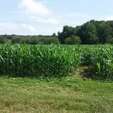 Little Cane Creek Farm & Corn Maze photo