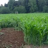 Little Cane Creek Farm & Corn Maze photo
