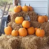 Little Cane Creek Farm & Corn Maze photo