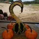 Little Cane Creek Farm & Corn Maze photo
