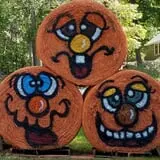 Little Cane Creek Farm & Corn Maze photo