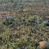 Little Cane Creek Farm & Corn Maze photo