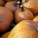 Little Cane Creek Farm & Corn Maze photo