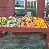 Cucumber Hill Farm Corn Maze & Hayride photo