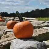 Cucumber Hill Farm Corn Maze & Hayride photo