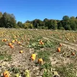 Cucumber Hill Farm Corn Maze & Hayride photo