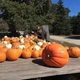 Cucumber Hill Farm Corn Maze & Hayride photo