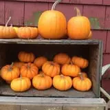 Cucumber Hill Farm Corn Maze & Hayride photo