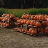 Cucumber Hill Farm Corn Maze & Hayride photo