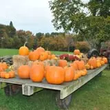 Cucumber Hill Farm Corn Maze & Hayride photo