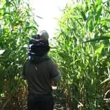 Cucumber Hill Farm Corn Maze & Hayride photo