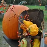 Cucumber Hill Farm Corn Maze & Hayride photo