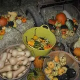 Cucumber Hill Farm Corn Maze & Hayride photo