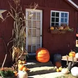 Cucumber Hill Farm Corn Maze & Hayride photo