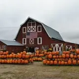 Cucumber Hill Farm Corn Maze & Hayride photo