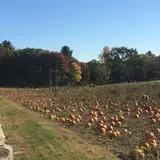 Cucumber Hill Farm Corn Maze & Hayride photo