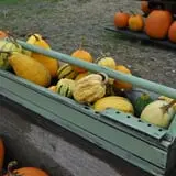 Cucumber Hill Farm Corn Maze & Hayride photo