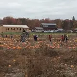 Cucumber Hill Farm Corn Maze & Hayride photo