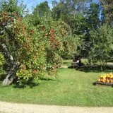Apple Annie photo