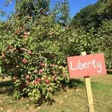 Apple Annie photo