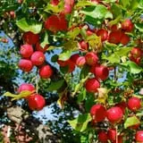 Apple Annie photo