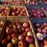 Apple Annie photo
