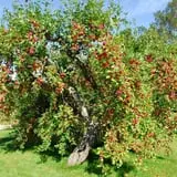 Apple Annie photo