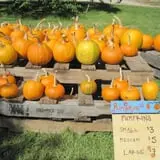 Apple Annie photo