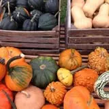 Panek's Pickin' Patch photo
