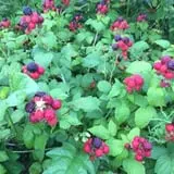 Panek's Pickin' Patch photo