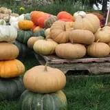 Panek's Pickin' Patch photo