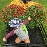 Panek's Pickin' Patch photo